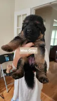 Miss Gray , a female German Shepherd Dog for sale in Chesapeake, VA – 1 of 5