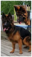 Miss. Yellow , a female German Shepherd Dog for sale in Chesapeake, VA – 10 of 10