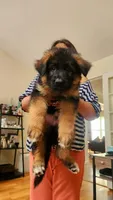 AKC female #3, a female German Shepherd Dog for sale in Chesapeake, VA – Photo 2 of 10