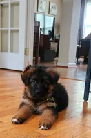 AKC female #3, a female German Shepherd Dog for sale in Chesapeake, VA – Photo 1 of 10
