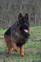 AKC female #3, a female German Shepherd Dog for sale in Chesapeake, VA – Photo 9 of 10