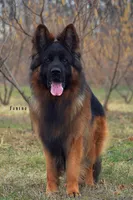 AKC female #3, a female German Shepherd Dog for sale in Chesapeake, VA – Photo 7 of 10