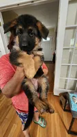 Miss Pink , a female German Shepherd Dog for sale in Chesapeake, VA – 4 of 6