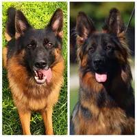 Miss. Yellow , a female German Shepherd Dog for sale in Chesapeake, VA – 6 of 10
