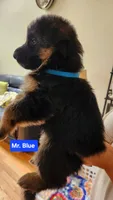 Mr. Blue , a male German Shepherd Dog for sale in Chesapeake, VA – 4 of 5