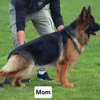 AKC  Mr. Green, a male German Shepherd Dog for sale in Chesapeake, VA – 5 of 10