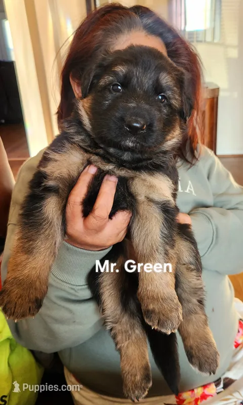 AKC  Mr. Green