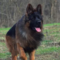 AKC  Mr. Green, a male German Shepherd Dog for sale in Chesapeake, VA – 6 of 10