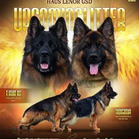 AKC  Mr. Green, a male German Shepherd Dog for sale in Chesapeake, VA – 8 of 10