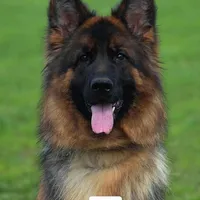 AKC  Mr. Green, a male German Shepherd Dog for sale in Chesapeake, VA – 10 of 10