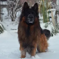 AKC  Mr. Green, a male German Shepherd Dog for sale in Chesapeake, VA – 4 of 10