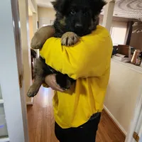 AKC  Mr. Green, a male German Shepherd Dog for sale in Chesapeake, VA – 2 of 10