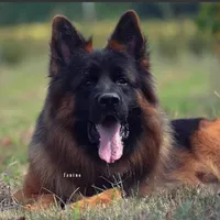 AKC  Mr. Green, a male German Shepherd Dog for sale in Chesapeake, VA – 7 of 10