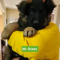 AKC  Mr. Green, a male German Shepherd Dog for sale in Chesapeake, VA – 9 of 10