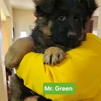 AKC  Mr. Green, a male German Shepherd Dog for sale in Chesapeake, VA – 1 of 10
