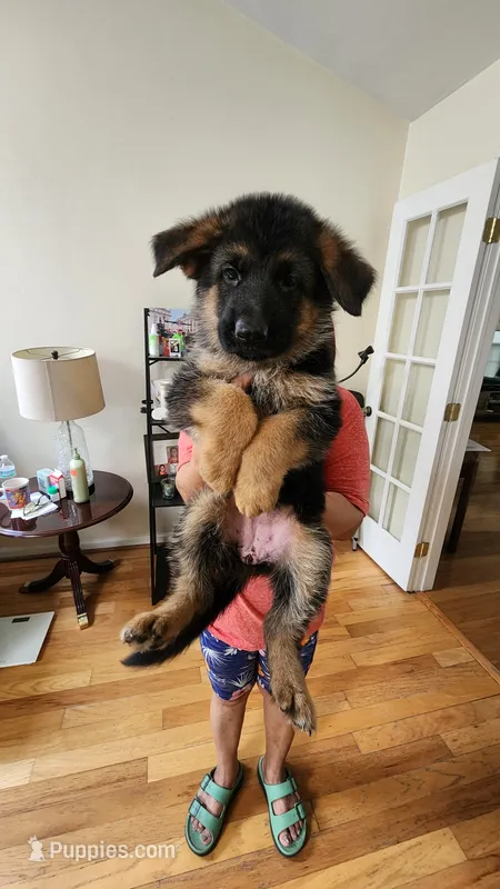 Miss Orange  – German Shepherd Dog puppy for sale in Chesapeake, VA