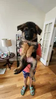 Miss Orange , a female German Shepherd Dog for sale in Chesapeake, VA – 9 of 9