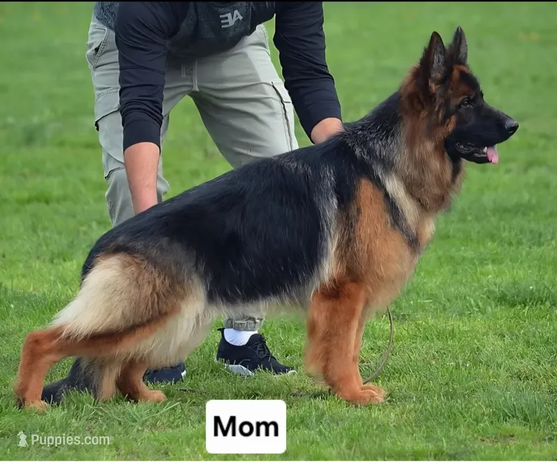 Mr. Brown , a male German Shepherd Dog for sale in Chesapeake, VA – 1 of 5