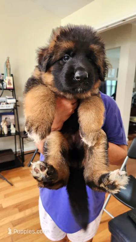Miss. Yellow  – German Shepherd Dog puppy for sale in Chesapeake, VA