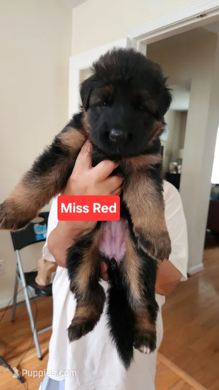 Miss. Red – German Shepherd Dog puppy for sale in Chesapeake, VA