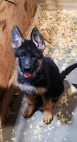 Miss Orange , a female German Shepherd Dog for sale in Chesapeake, VA – 1 of 9