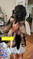 Miss Yellow , a female German Shepherd Dog for sale in Chesapeake, VA – 2 of 6