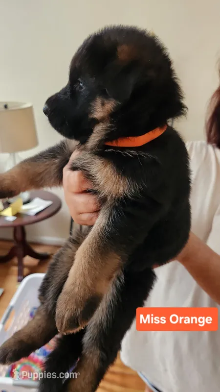 Miss Orange , a female German Shepherd Dog for sale in Chesapeake, VA – 1 of 8