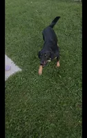 Freddy , a male Labrador Retriever for sale in Indianapolis, IN – 6 of 6