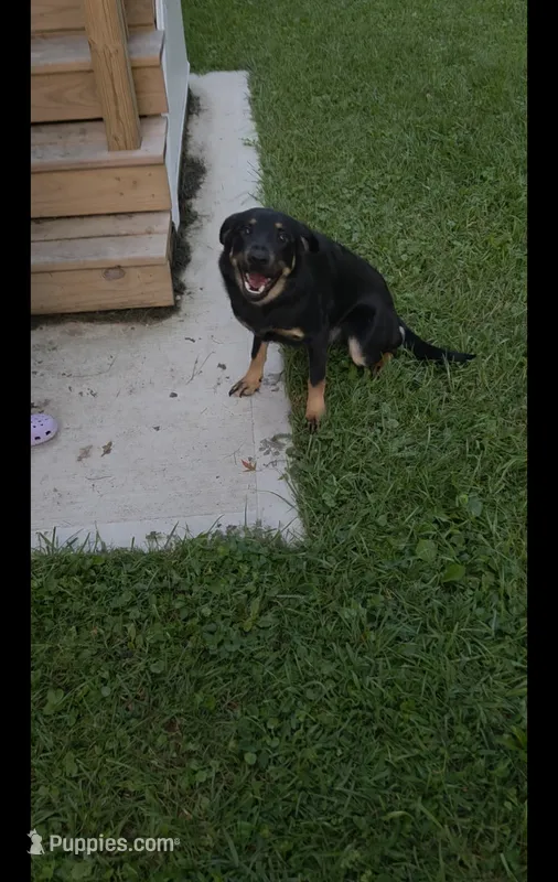 Freddy  – Labrador Retriever puppy for sale in Indianapolis, IN