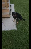 Freddy , a male Labrador Retriever for sale in Indianapolis, IN – 1 of 6