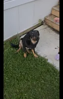 Freddy , a male Labrador Retriever for sale in Indianapolis, IN – 3 of 6