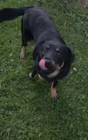 Freddy , a male Labrador Retriever for sale in Indianapolis, IN – 5 of 6
