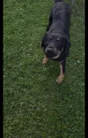Freddy , a male Labrador Retriever for sale in Indianapolis, IN – 2 of 6