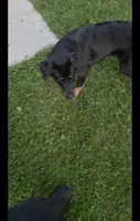 Freddy , a male Labrador Retriever for sale in Indianapolis, IN – 4 of 6