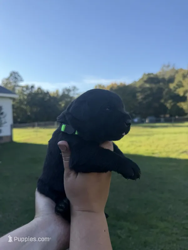 Maverick  – Labrador Retriever puppy for sale in Hartsville, SC