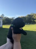 Maverick , a male Labrador Retriever for sale in Hartsville, SC – 1 of 3