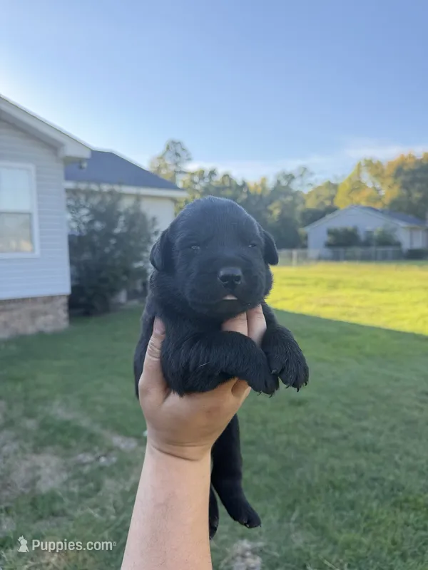 Boone – Labrador Retriever puppy for sale in Hartsville, SC
