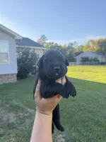 Boone, a male Labrador Retriever for sale in Hartsville, SC – 1 of 2