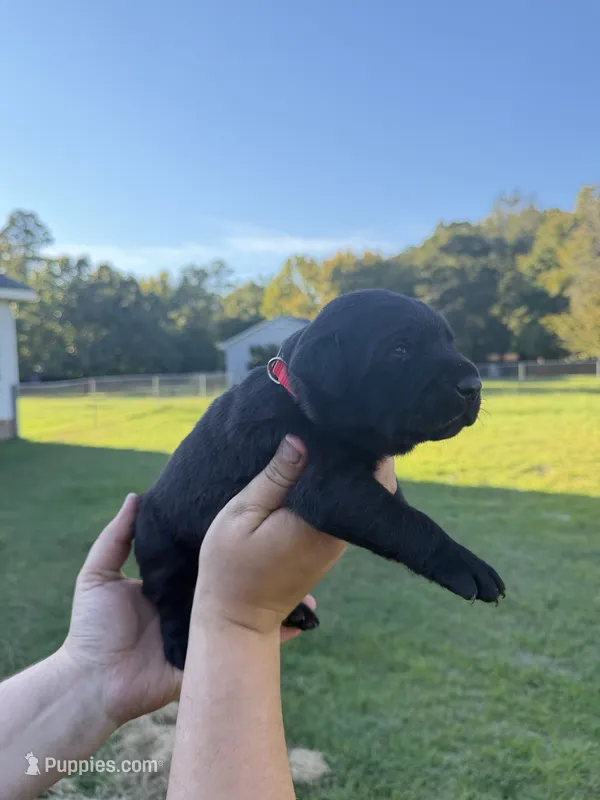 Enzo  – Labrador Retriever puppy for sale in Hartsville, SC