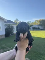 Maverick , a male Labrador Retriever for sale in Hartsville, SC – 2 of 3