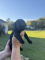 Enzo , a male Labrador Retriever for sale in Hartsville, SC – 2 of 3