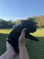 Smurf , a female Labrador Retriever for sale in Hartsville, SC – 2 of 3