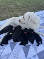 Boone, a male Labrador Retriever for sale in Hartsville, SC – 2 of 2