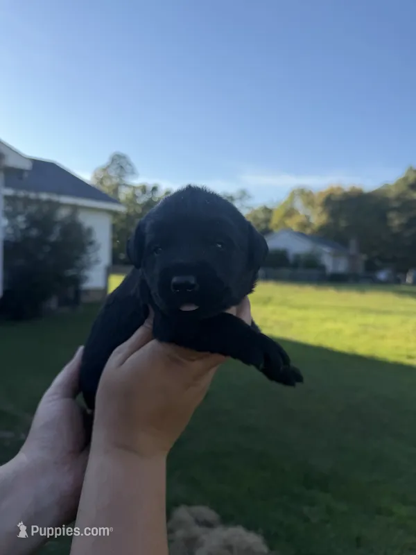 Duke – Labrador Retriever puppy for sale in Hartsville, SC