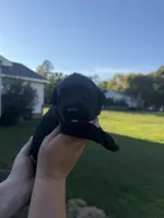 Duke, a male Labrador Retriever for sale in Hartsville, SC – 1 of 3