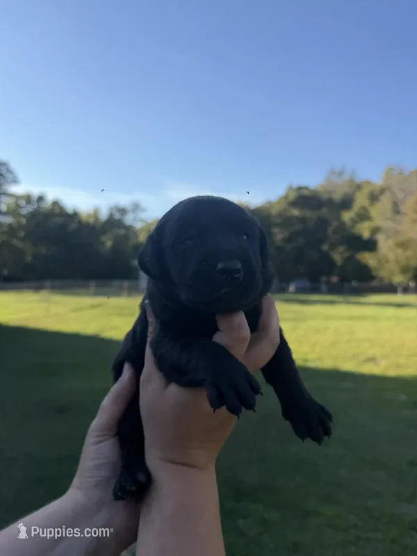 Smurf  – Labrador Retriever puppy for sale in Hartsville, SC