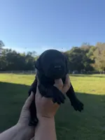 Smurf , a female Labrador Retriever for sale in Hartsville, SC – 1 of 3