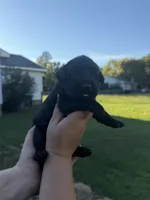 Duke, a male Labrador Retriever for sale in Hartsville, SC – 3 of 3