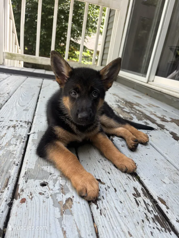 Zoé  – German Shepherd Dog puppy for sale in Stafford, VA