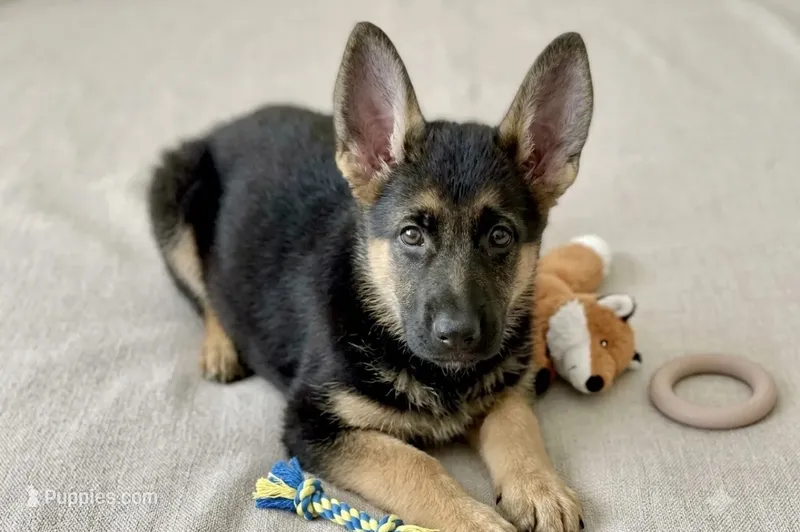 Zoé  – German Shepherd Dog puppy for sale in Stafford, VA